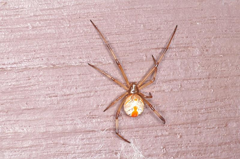 Latrodectus_hasselti_D3409_Z_75_E. of Nuendah homestead_Australie.jpg